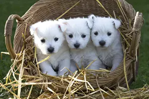 Westies: West Highland Terrier dog puppies in a basket