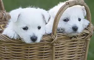 Westies: West Highland Terrier dog puppies in a basket