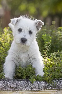 Westies: West Highland Terrier dog puppy outdoors