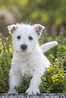 Westies: West Highland Terrier dog puppy outdoors