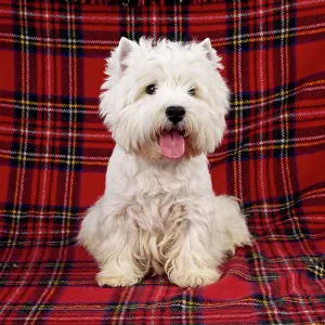 Tartan: West Highland Terrier DOG - sitting on tartan rug