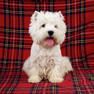 Tartan: West Highland Terrier DOG - sitting on tartan rug
