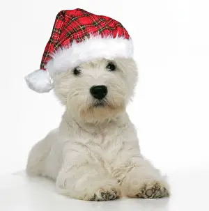 Tartan: West Highland Terrier Dog - wearing tartan hat