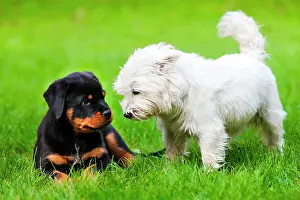 Differently: West Highland Terrier and a Rottweiler lying in