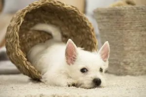 Upset: West Highland White Terrier Dog, Westie, puppy West