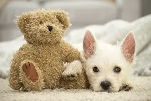 Cuddly: West Highland White Terrier Dog, Westie, puppy West