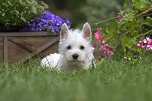 Westies: West Highland White Terrier Dog, Westie, puppy in garden