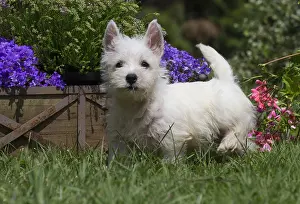 Westies: West Highland White Terrier Dog, Westie, puppy in garden