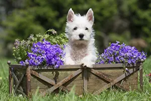 Westies: West Highland White Terrier Dog, Westie, puppy in garden