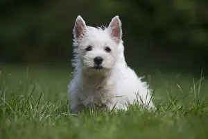 Westies: West Highland White Terrier Dog, Westie, puppy in garden