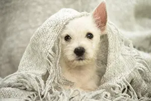 Westies: West Highland White Terrier Dog, Westie, puppy West