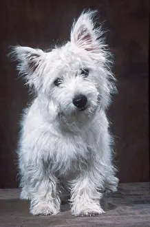 Scruffy: West Highland White Terrier Dog