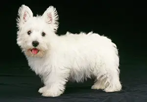 Pricked: West Highland White Terrier Dog - puppy
