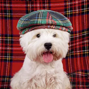 310320: West Highland White Terrier Dog - puppy wearing tartan hat