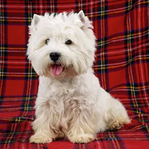 Tartan: West Highland White Terrier Dog - on tartan rug
