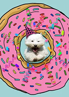 Streamers: West Highland White Terrier Dog, wearing Birthday