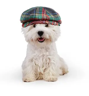 310320: West Highland White Terrier Dog wearing tartan hat