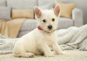 Westies: West Highland White Terrier Dog, Westie, puppy