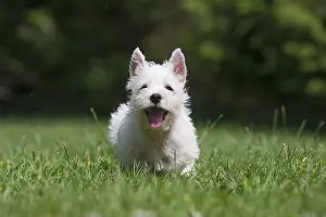 Westies: West Highland White Terrier Dog, Westie, puppy in