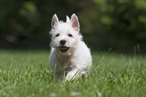 Westies: West Highland White Terrier Dog, Westie, puppy in