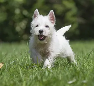 Westies: West Highland White Terrier Dog, Westie, puppy in