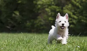 Westies: West Highland White Terrier Dog, Westie, puppy in
