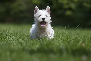 Westies: West Highland White Terrier Dog, Westie, puppy in