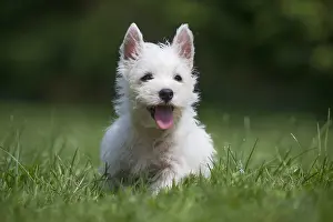 Westies: West Highland White Terrier Dog, Westie, puppy in