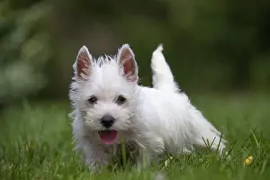 Westies: West Highland White Terrier Dog, Westie, puppy in