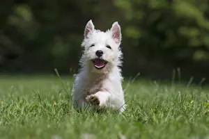 Westies: West Highland White Terrier Dog, Westie, puppy in