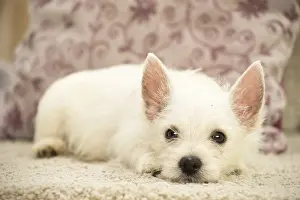 Miserable: West Highland White Terrier Dog, Westie, puppy