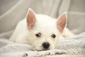 Miserable: West Highland White Terrier Dog, Westie, puppy