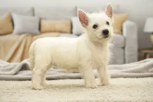 Westies: West Highland White Terrier Dog, Westie, puppy