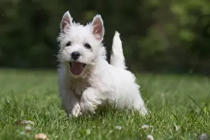 Westies: West Highland White Terrier Dog, Westie, puppy in