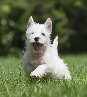 Lifting: West Highland White Terrier Dog, Westie, puppy in