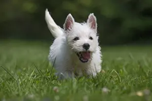 Westies: West Highland White Terrier Dog, Westie, puppy in