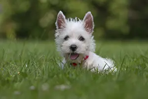 Westies: West Highland White Terrier Dog, Westie, puppy in