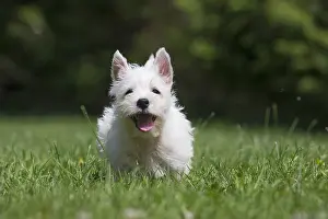 Westies: West Highland White Terrier Dog, Westie, puppy in