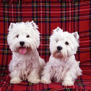 Tartan: West Highland White Terrier DOGS - two sitting