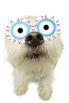 Googly: West Highland White Terrier with googly eye glasses