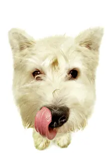 Lick: West Highland White Terrier licking his mouth, seen