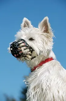 Home: West Highland White Terrier with Muzzle, Westie, Muzzle