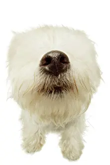 Blind: West Highland White Terrier with its nose in focus