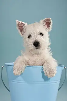Bucket: West Highland White Terrier pup, sitting in a blue