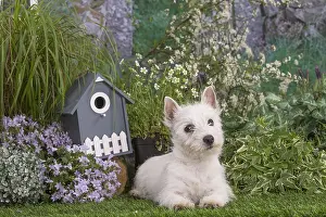 Westies: West Highland White Terrier puppy outdoors in the garden