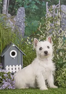 Westies: West Highland White Terrier puppy outdoors in the garden