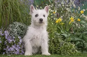Westies: West Highland White Terrier puppy outdoors in the garden