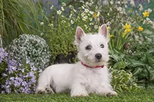 Westies: West Highland White Terrier puppy outdoors in the garden