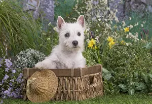 Westies: West Highland White Terrier puppy outdoors in the garden
