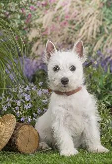 Westies: West Highland White Terrier puppy outdoors in the garden